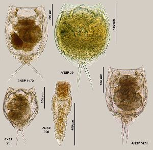 Image courtesy of ANSP (Jersabek et al. 2003) <a href='../../Reference/Index/15798' target='_blank'>[Ref.15798]</a>; females, ventral (39), and dorsal (29, 1472, 1478) views, and male (908)